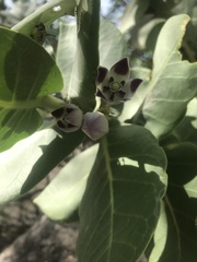 Calotropis procera