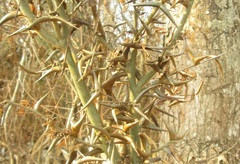 Vachellia cornigera