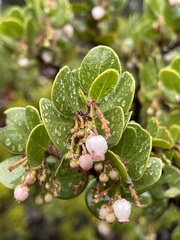 Arctostaphylos sensitiva
