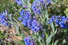 Mertensia bakeri