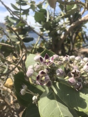 Calotropis procera