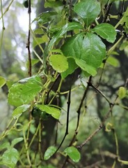Tetrastigma obtectum