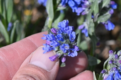 Mertensia bakeri