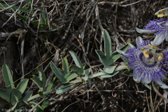 Passiflora mooreana