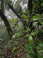 Tetrastigma obtectum