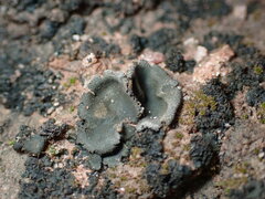 Umbilicaria phaea