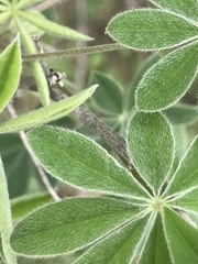 Lupinus longifolius