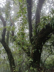 Tetrastigma obtectum