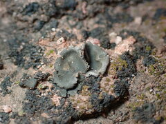 Umbilicaria phaea