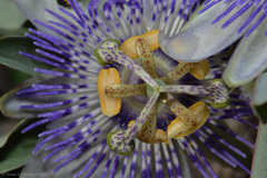Passiflora mooreana