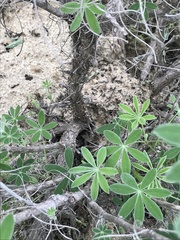 Lupinus longifolius