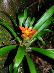 Guzmania lingulata