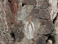Tamopsis fickerti