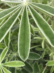 Lupinus longifolius