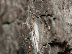 Tamopsis fickerti