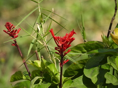 Odontonema