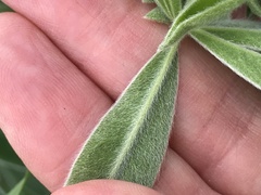 Lupinus longifolius
