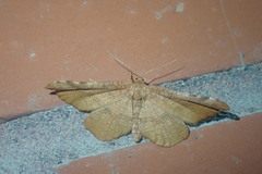 Morova subfasciata