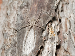 Tamopsis fickerti