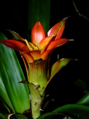 Guzmania lingulata