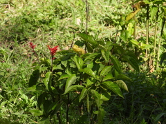 Odontonema