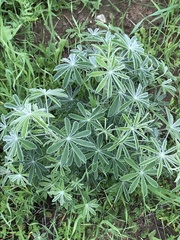 Lupinus longifolius