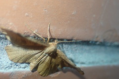Morova subfasciata