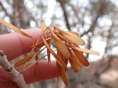 Fraxinus anomala