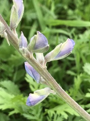 Lupinus longifolius
