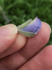 Lupinus longifolius
