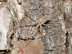 Tamopsis fickerti