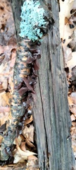 Exidia