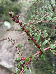 Ceanothus cuneatus var. ramulosus