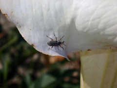 Trichobaris compacta