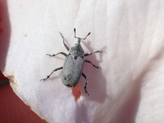 Trichobaris compacta