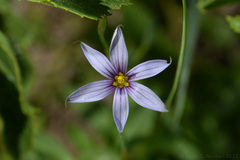 Sisyrinchium platense