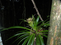 Guzmania lingulata