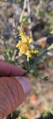 Prosopidastrum mexicanum