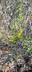 Prosopidastrum mexicanum
