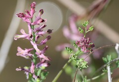 Fumaria officinalis