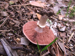 Agaricus bisporus