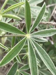 Lupinus longifolius