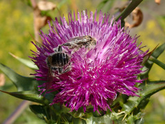 Diadasia