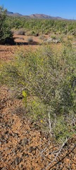 Prosopidastrum mexicanum