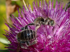 Diadasia