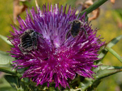 Diadasia