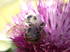 Diadasia