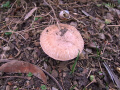 Agaricus bisporus