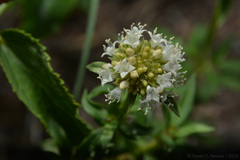 Spermacoce verticillata