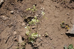 Loasa prostrata